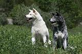 AKITA INU 348